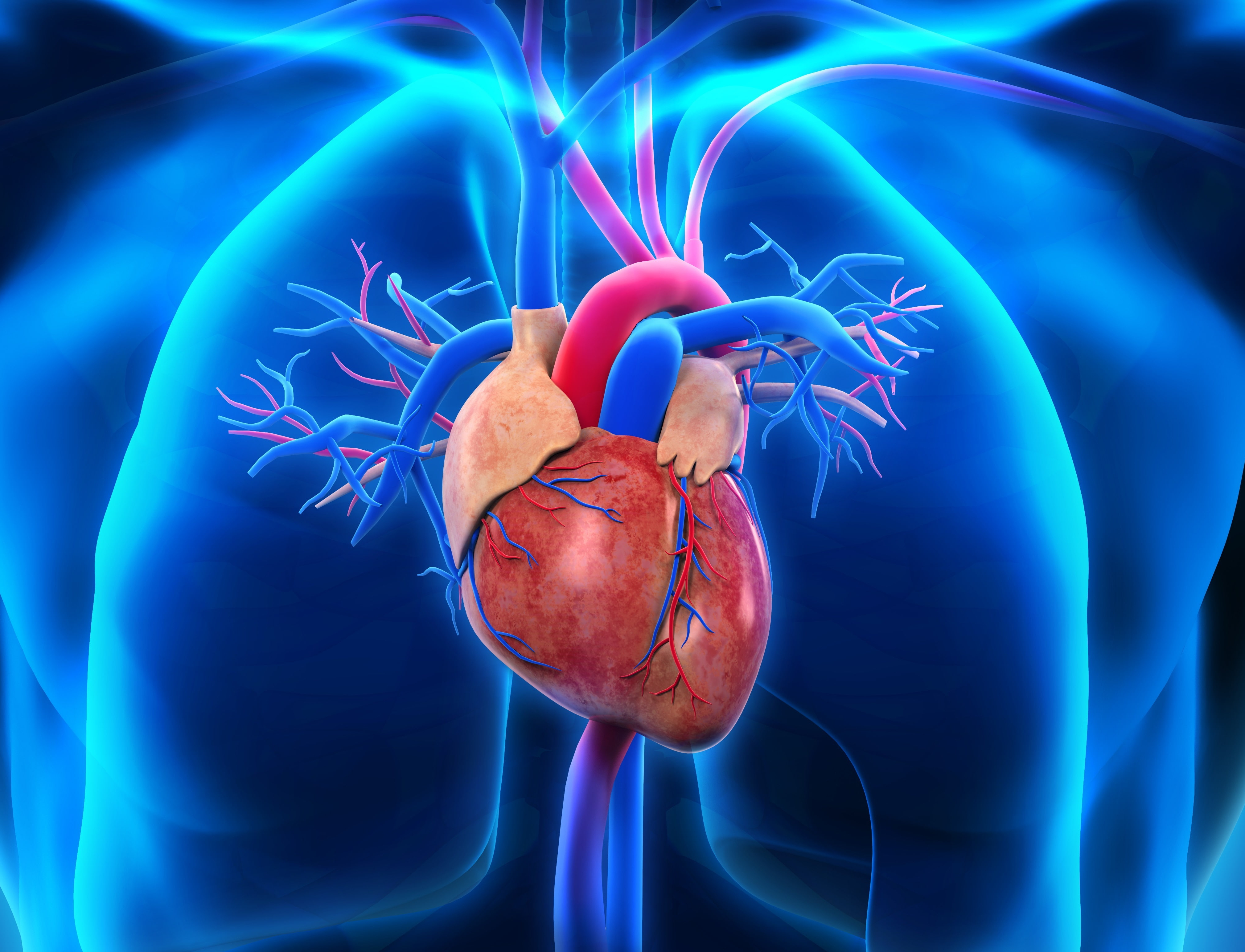 Heart